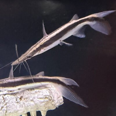 Shovelnose Catfish, approx 3 inches, for sale at MTF Aquatics