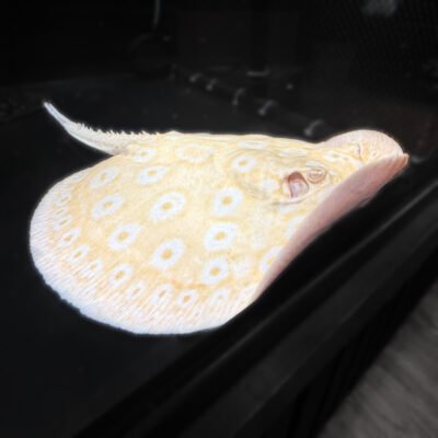 Snow White Pearl Stingray, approx 16 inches, for sale at MTF Aquatics