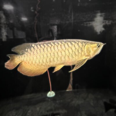 Super High Back Arowana, approx 24 inches, for sale at MTF Aquatics