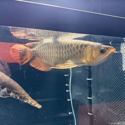 Super Red Asian Arowana, approx 17 inches, for sale at MTF Aquatics